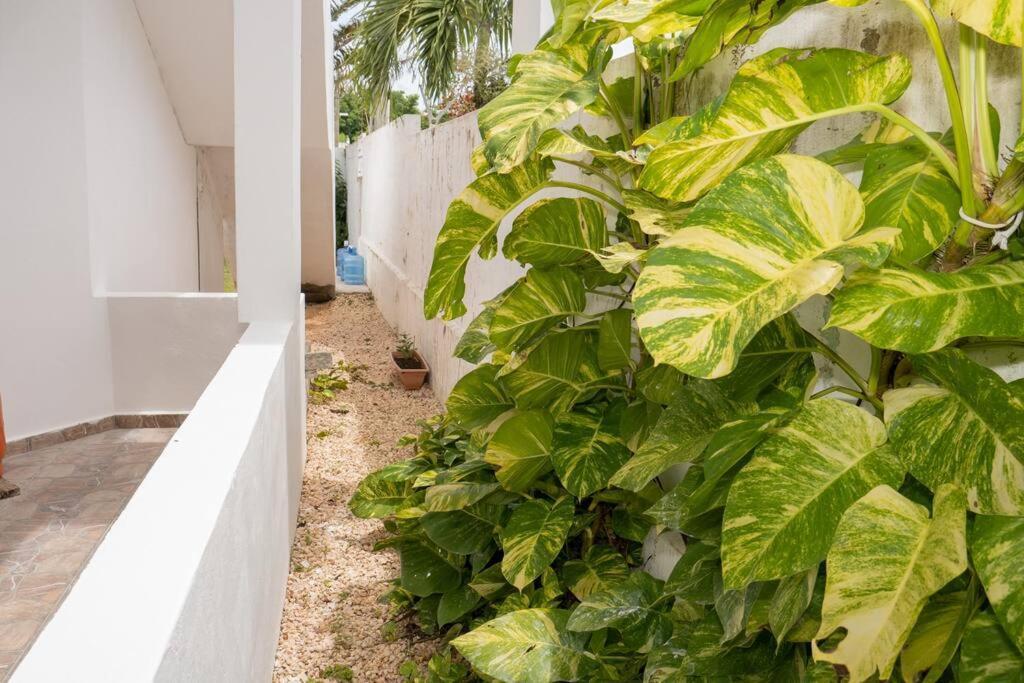Villa Caribe Баяхибе Екстериор снимка